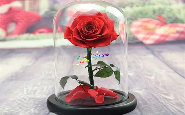 لەمەودوا گوڵەكانیش  پیر نابن