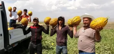 Gindorên Deşta Mûşê derketin bazarê