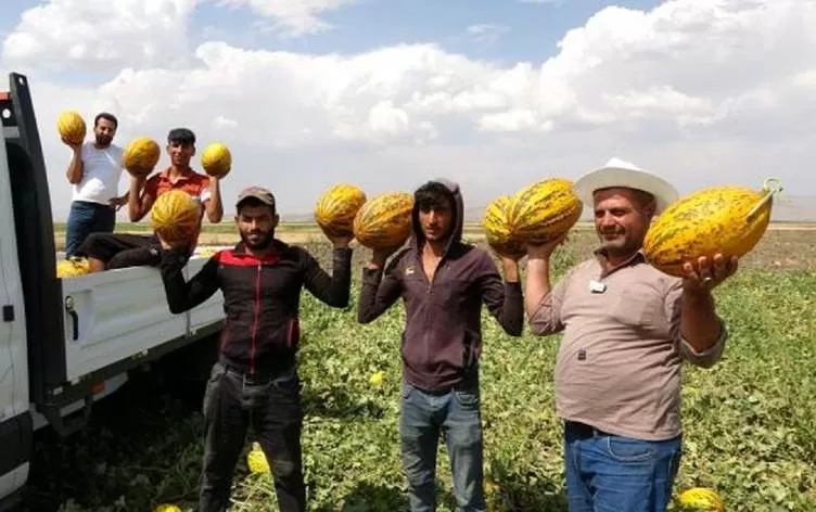 Gindorên Deşta Mûşê derketin bazarê