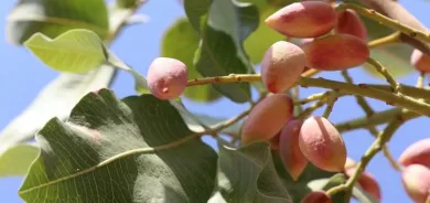 Fistiqên Sêrtê êdî li Zaxo jî hêşin dibin