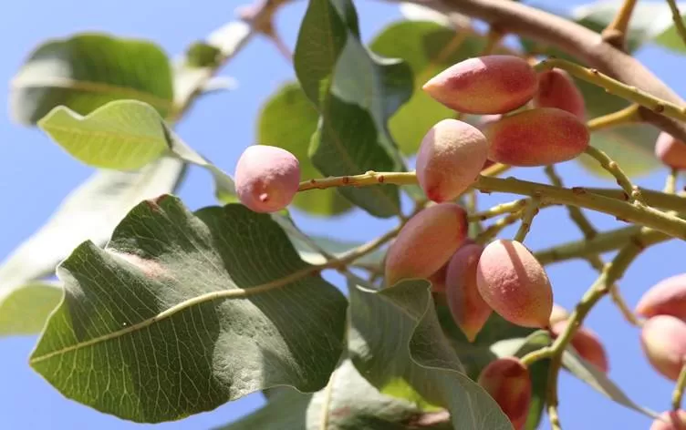 Fistiqên Sêrtê êdî li Zaxo jî hêşin dibin