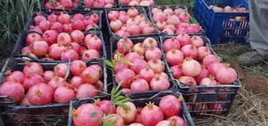 كوردستان تُصدر 3 محاصيل إلى السعودية ودول أوربية ووزيرة الزراعة تشكر مزارعاً نموذجياً