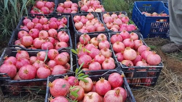 كوردستان تُصدر 3 محاصيل إلى السعودية ودول أوربية ووزيرة الزراعة تشكر مزارعاً نموذجياً