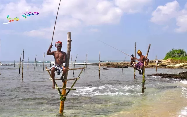 ڕاوكردنی سەر دار لە وڵاتی سریلانكا