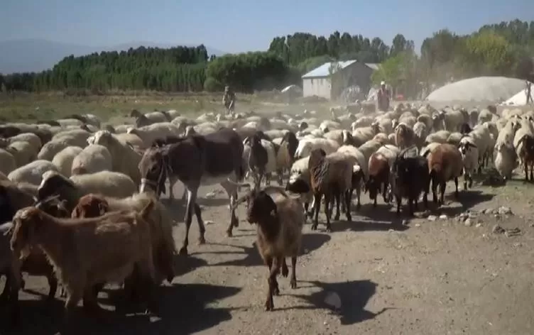 Li Mûşê jinek bi xwedîkirina pêz debara mala xwe dike