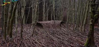 دارستانی شەپۆل لە شێوەی تسۆنامی