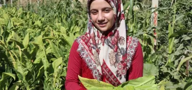 Li Semsûrê keça di zeviya tûtinê de dixebitî beşa bijîşkiyê qezenc kir