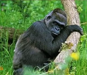 گۆریلاکانی باخچەی ئاژەڵانی ئاتلانتا تووشی ڤایرۆسی کۆرۆنا بوون