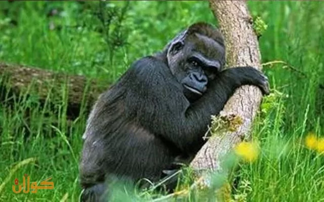 گۆریلاکانی باخچەی ئاژەڵانی ئاتلانتا تووشی ڤایرۆسی کۆرۆنا بوون