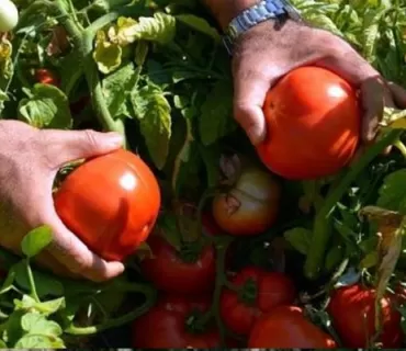 هەرێمی كوردستان هاوردەكردنی بەرهەمی تەماتەی قەدەغەكرد