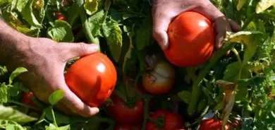 هەرێمی كوردستان هاوردەكردنی بەرهەمی تەماتەی قەدەغەكرد