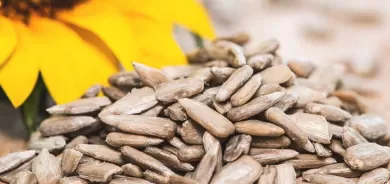 لمرضى القلب ومكافحة السرطان.. فوائد مذهلة لبذور دوار الشمس