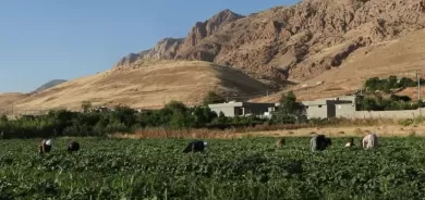 أمريكا تخصص مليون دولار للقطاع الزراعي في كوردستان