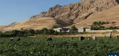 Amerîkayê milyonek dolar ji bo çandiniya Herêma Kurdistanê terxan kir