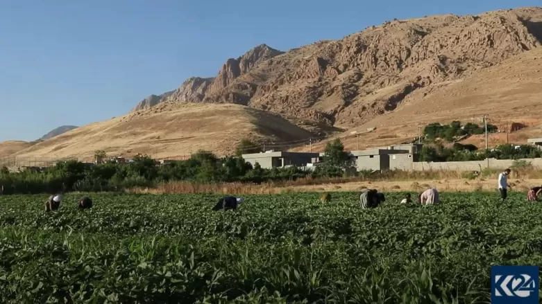 Amerîkayê milyonek dolar ji bo çandiniya Herêma Kurdistanê terxan kir