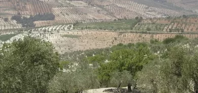Li Efrînê çekdaran dest danîn ser bi hezaran darên zeytûnan