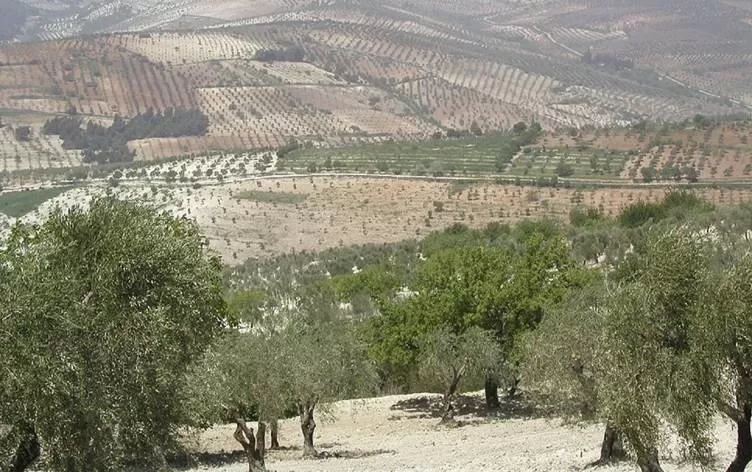 Li Efrînê çekdaran dest danîn ser bi hezaran darên zeytûnan