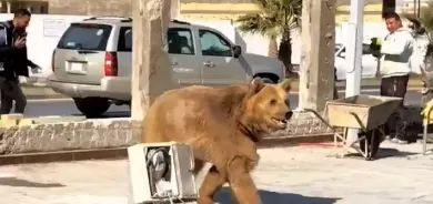 Bexda – Karkerekî baxçê ajalan ji aliyê hirçekî ve hat kuştin