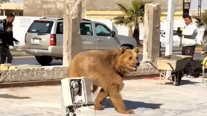 Bexda – Karkerekî baxçê ajalan ji aliyê hirçekî ve hat kuştin