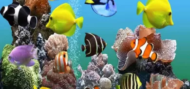 Li Sine salane nêzîkî milyonek û 400 hezar masiyên xemlê tên berhemanîn