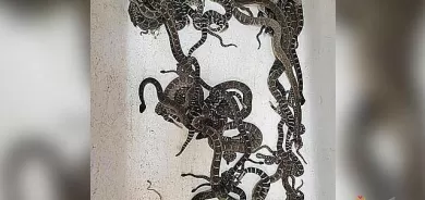 دۆزینەوەی زیاتر لە 90 ماری ژەهراوی لە ژێر خانووی ژنێکی ئەمریکی لە کالیفۆرنیا