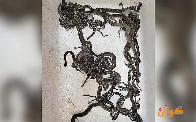 دۆزینەوەی زیاتر لە 90 ماری ژەهراوی لە ژێر خانووی ژنێکی ئەمریکی لە کالیفۆرنیا