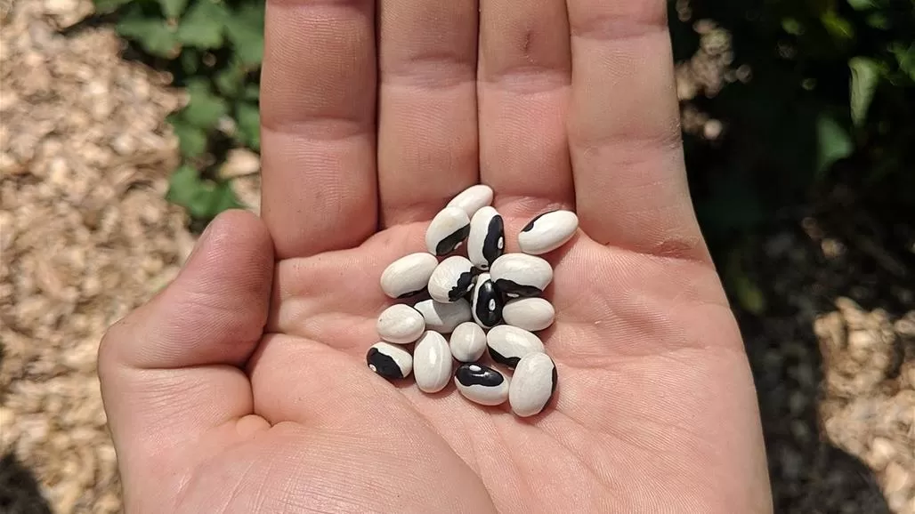 هذا الطعام يجعلك تعيش 100 عام!