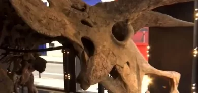 Hestîpeykerê dînazorê 66 milyon salî; 'di şer de miriye'