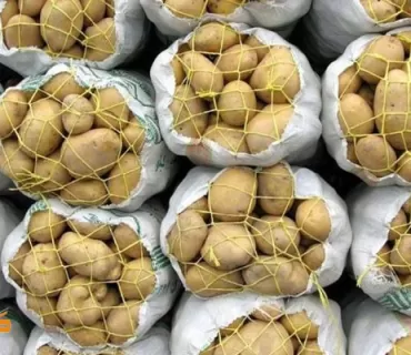 بەرهەمهێنانی پەتاتە لەكوردستان و عێراق رووی لەزیادبوون كرد