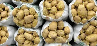 بەرهەمهێنانی پەتاتە لەكوردستان و عێراق رووی لەزیادبوون كرد