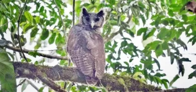 لأول مرة منذ 150 عاما.. العثور على بومة شيللي النسر في غانا