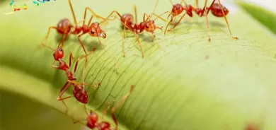 ژمارەی مێرووەكان زۆر بەخێرایی كەم دەبێتەوە