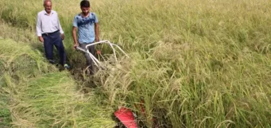 Li Îlamê dirûtina birinc dest pê kiriye – Hasila îsal herî kêm 10 hezar ton e