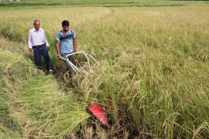 Li Îlamê dirûtina birinc dest pê kiriye – Hasila îsal herî kêm 10 hezar ton e