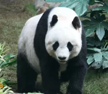 پارکی نێودەوڵەتیی پاندای زەبەلاح لە چین کرایەوە