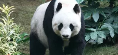 پارکی نێودەوڵەتیی پاندای زەبەلاح لە چین کرایەوە