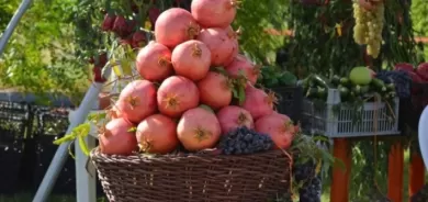 للعام الثالث على التوالي.. مهرجان الرمان في العاصمة أربيل