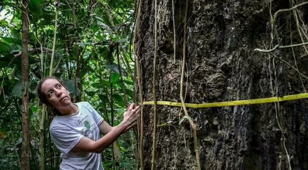 'We can't live in a world without the Amazon': scientist