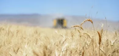 Amerîka bi hezaran ton tovê genim dişîne Rojava