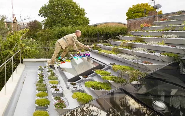 باخچە لە سەربانی ماڵ