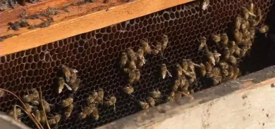 النحل يصرخ أيضا.. دراسة تكشف أمرا مذهلا عن 