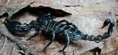 Li Misirê dûpişkan êrîş kir