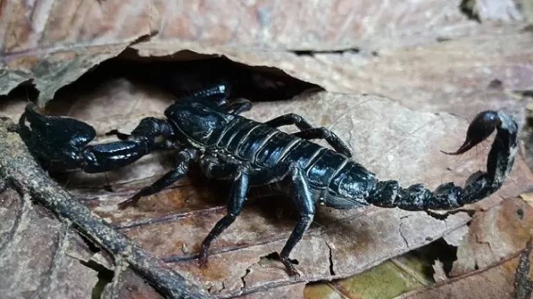 Li Misirê dûpişkan êrîş kir