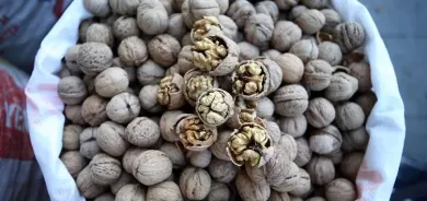 Daxwazeke zêde li ser gûzên Elcewazê heye