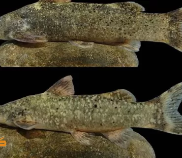 دۆزینەوەی ماسییەکی نوێ لە ئێران بە ناوی 