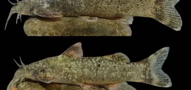 دۆزینەوەی ماسییەکی نوێ لە ئێران بە ناوی 