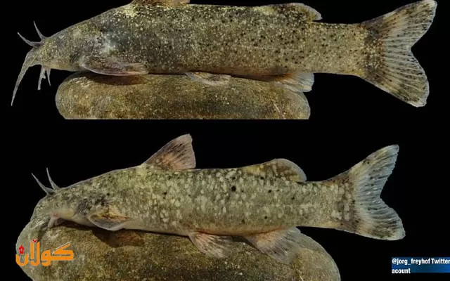 دۆزینەوەی ماسییەکی نوێ لە ئێران بە ناوی 