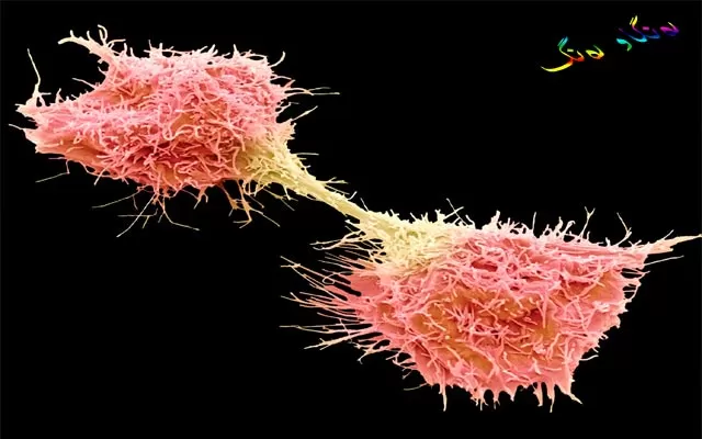 شێرپەنجە - Cancer