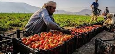 مەترسی كەمبوونەوەی بەرهەمە خۆراكییەكان سەرهەڵدەدات