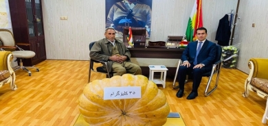 مزارع كوردي ينتج يقطينة بوزن 35 كيلوغرام